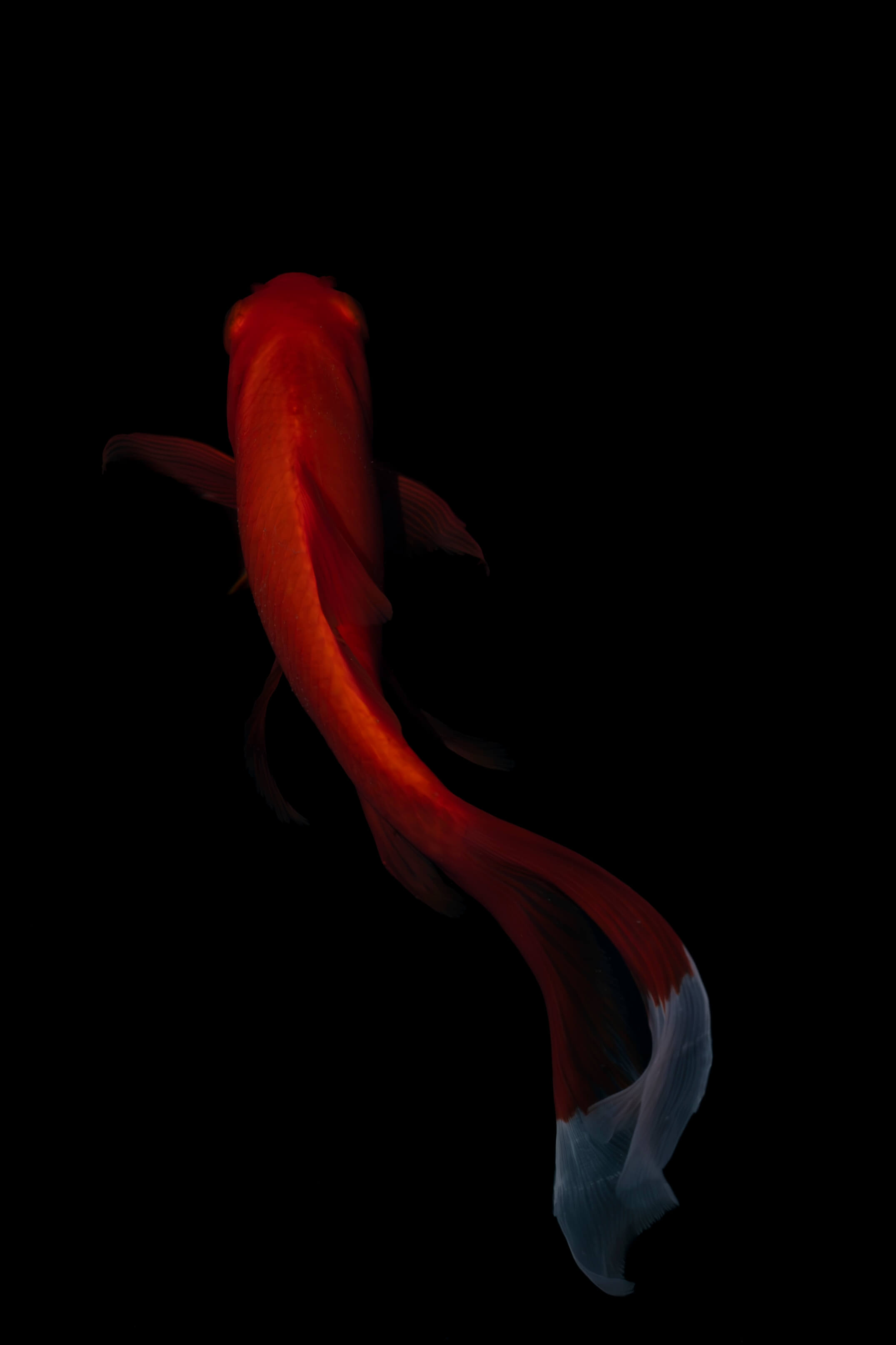 Fish-Koi