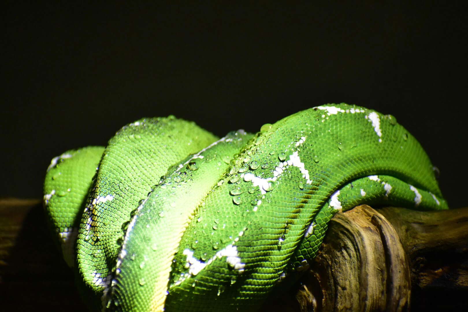 Snake1