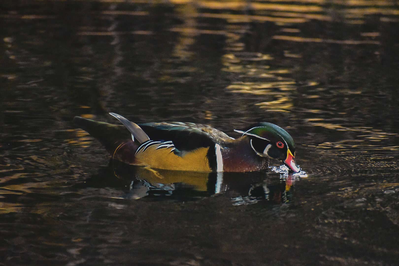 Duck4