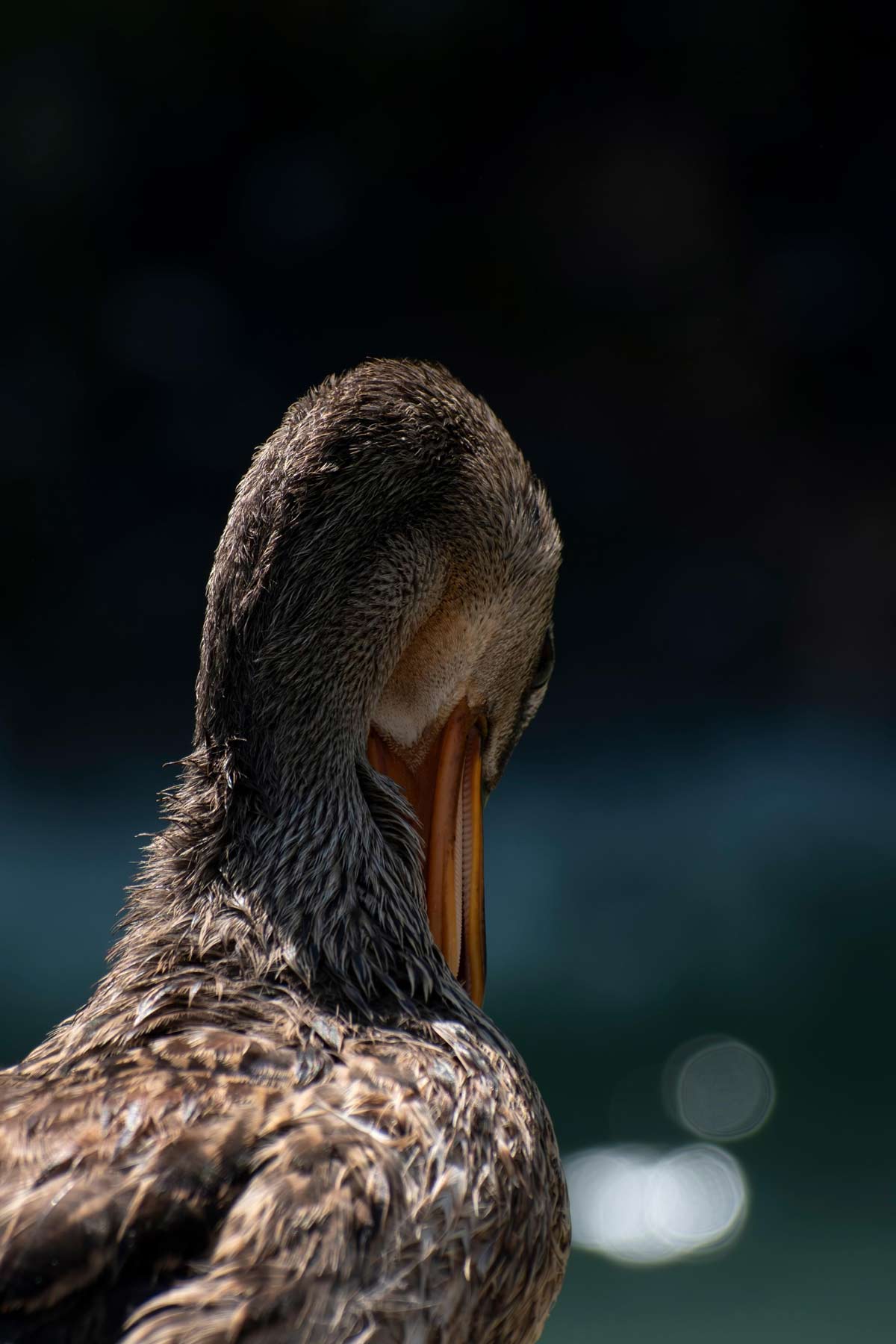 Duck1