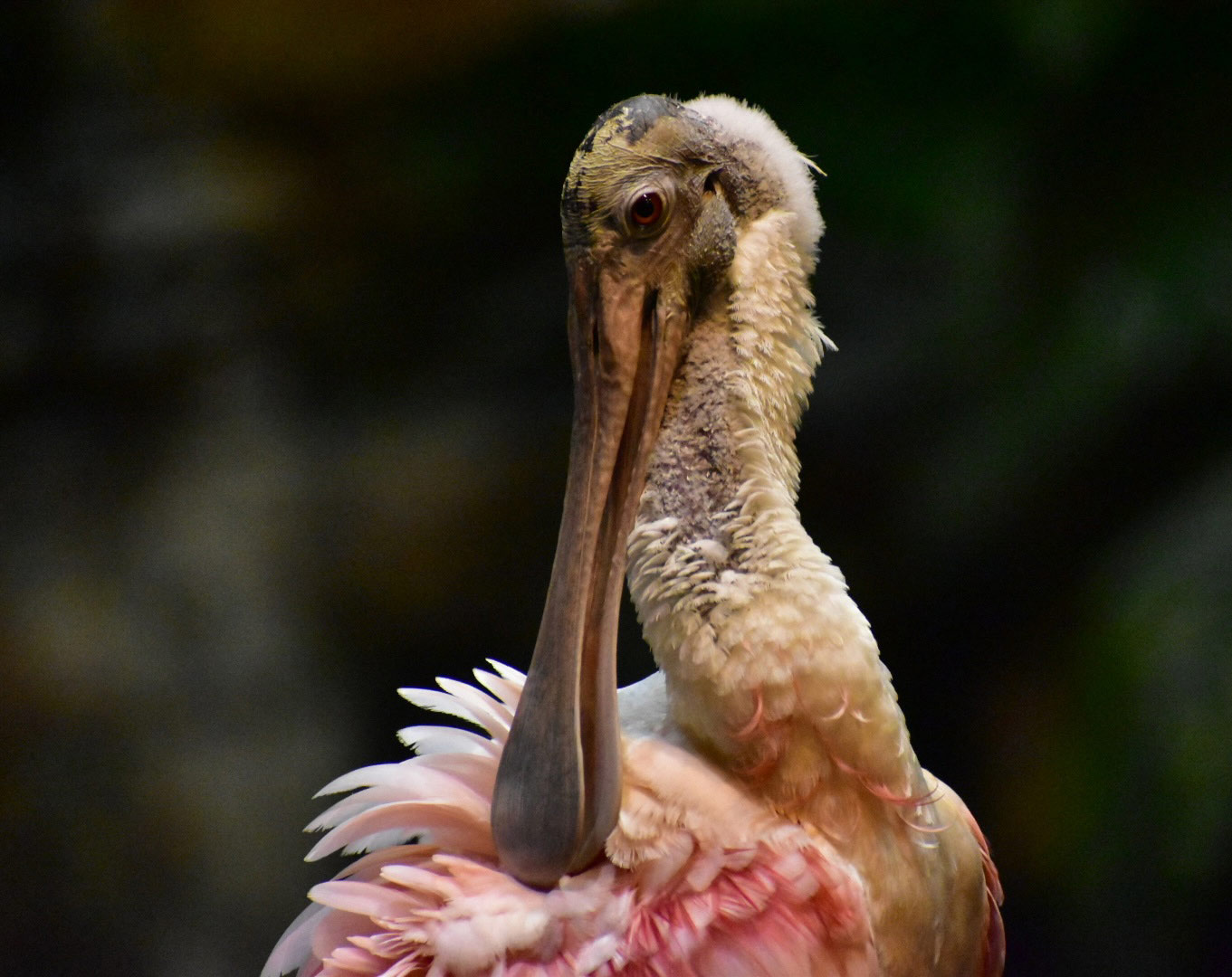 Fauna