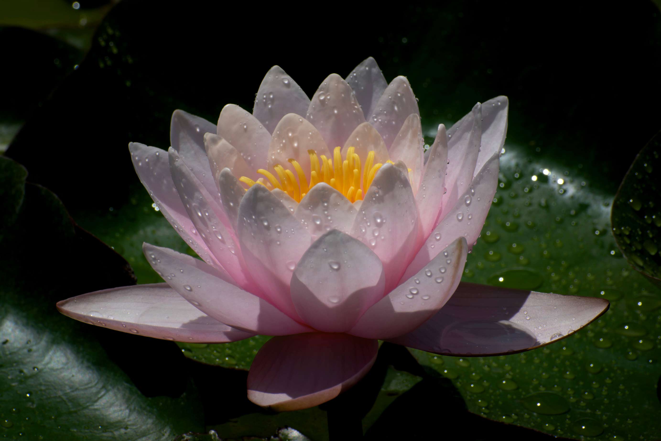 Flower2
