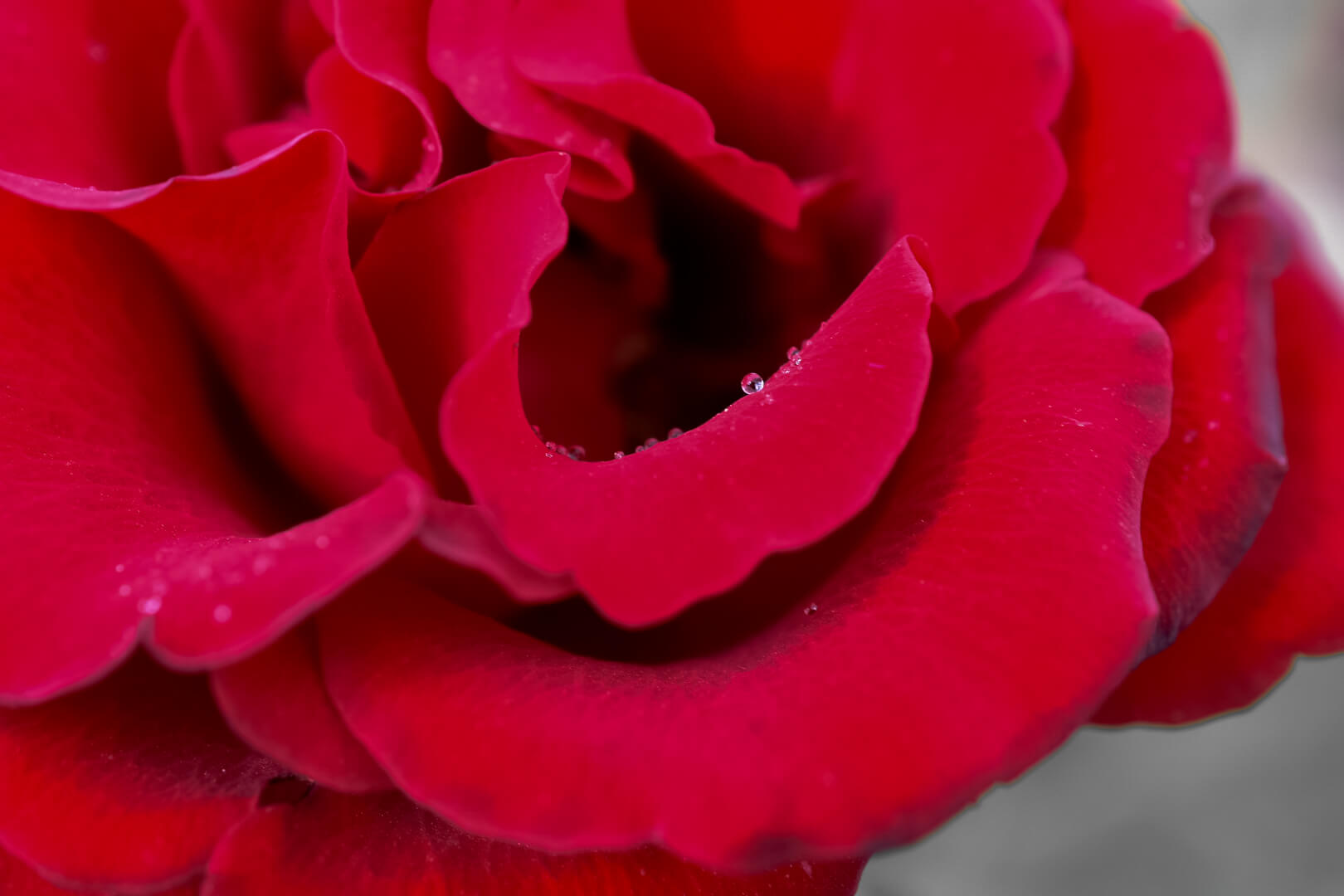 Flora